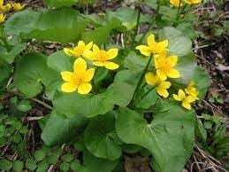 Caltha Palustris Flower Seeds for Planting - NON GMO Seeds