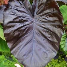 Heirloom Alocasia Leaf Plant Seeds, Non-GMO Ornamental Foliage for Planting