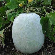 Winter Melon Vegetable Seeds for Planting, 100 Pcs pcs