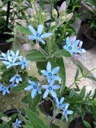 Tweedia Flower Planting Seeds for Garden NON GMO Seeds
