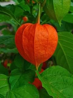 Physalis Fruit Seeds Red 100 Pcs pcs