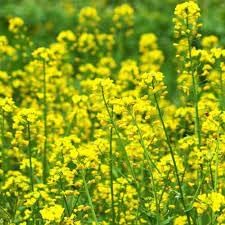 Rapeseed Flower Seeds for Planting - 100 pcs