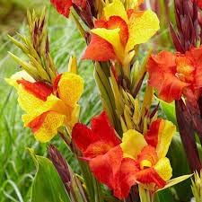 Cleopatra Flower Seeds for Planting – Fresh, Organic, Heirloom, Non-GMO Garden Blooms