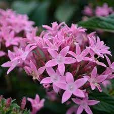 Seeds (Seeds scientific name) for planting in garden