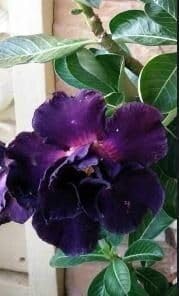 Adenium Desert Flower Seeds for Planting - NON GMO Seeds