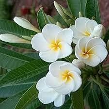 White Egg Flower Seeds for Garden Planting – Heirloom, Non-GMO Bright Bloom Variety