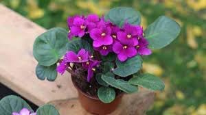 Heirloom African Violet Seeds – Non-GMO Flower Seeds for Planting Colorful Indoor Blooms - African for planting in home garden