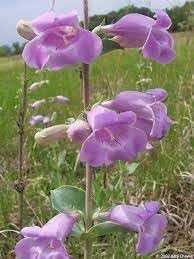 Heirloom Non-GMO Beardtongue Flower Seeds for Garden Planting – Rare Perennial Blooms