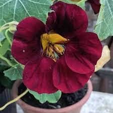 Burgundy Nasturtium Flower Seeds â€“ Heirloom, Non-GMO Seeds for Planting Bold Garden Blooms