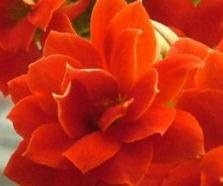 Yellow Kalanchoe Flower Planting Seeds for Garden NON GMO Seeds