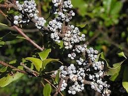 Wax Myrtle Southern Fruit Seeds, Grow Your Own Aromatic Fruit Trees 100 Pcs pcs
