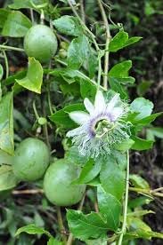 100 Pcspcs Edulis Fruit Seeds - Perfect for Cultivating Sweet Edulis Fruits in Your Yard 100 Pcs pcs