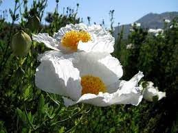 Coulteri Flower Seeds for Planting - NON GMO Seeds
