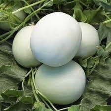 Cantaloupe Fruit Seeds for Planting White 100 Pcs pcs