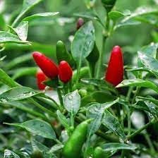 Chili Pepper Capsicum annuum seeds for garden planting