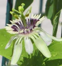 Colinvauxii Passion Flower Seeds, Heirloom, Non-GMO Seeds for Planting