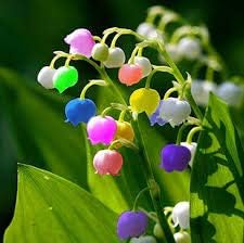Bell Orchid Flower Seeds for Garden Planting - NON GMO Seeds