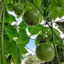 Passion Fruit Seeds for Growing Tangy and Exotic Tropical Fruits 100 Pcs pcs