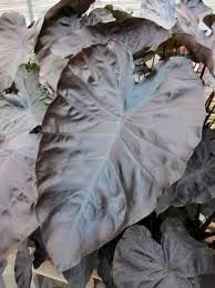 Heirloom Alocasia Leaf Plant Seeds, Non-GMO Ornamental Foliage for Planting