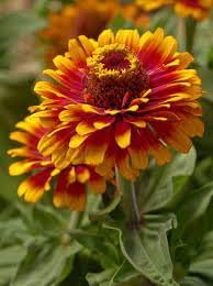 Zowie Flower Seeds for Planting - NON GMO Seeds