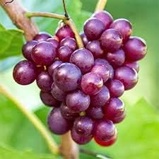 Purple Grapes Fruit Seeds for Planting - Super Sweet Grapes, Unique Flavor, Heirloom Seeds