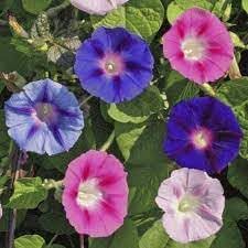 Climbing Flower Seeds Heirloom Non GMO Planting - 100 pcs for planting in home garden