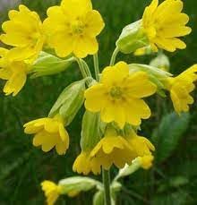 Heirloom Non-GMO Veris Flower Seeds for Planting – Yellow Blooms for Spring Gardens
