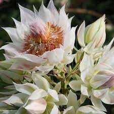 Serruria Flower Seeds – Heirloom, Non-GMO, Exotic Blooms for Garden Planting and Landscaping