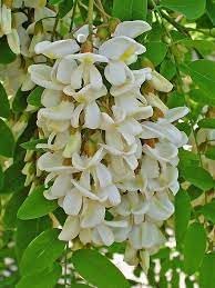 Heirloom Pseudoacacia Flower Seeds for Garden Planting, Non-GMO, Fragrant Tree Blooms - Pseudoacacia for planting in home garden
