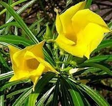 Thevetia Flower Seeds for Planting, Heirloom, Non-GMO, 100 pcs
