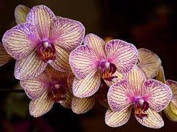 Cymbidium Orchid Seeds - Heirloom Non-GMO Planting Seeds