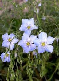 Blue Flax Flower Seeds for Planting – Organic, Heirloom, Non-GMO Wildflower Seeds