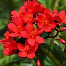 Jatropha Flower Seeds for Planting - 100 pcs for planting in your garden.