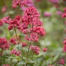 Organic Centranthus Ruber Flower Seeds for Planting ƒ?? Heirloom, Non-GMO