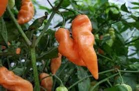 Habanada Pepper Seeds for Planting, 100 Pcs pcs