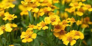 Organic Estragon Flower Seeds for Planting ƒ?? Heirloom, Non-GMO