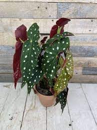 Heirloom Non-GMO Begonia Plant Seeds for Planting – Fresh Colorful Shade Blooms