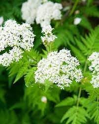 Cicely Flower Seeds for Planting 100 pcs