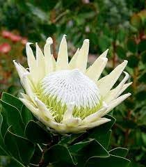 Protea Flower Seeds Heirloom Non GMO Planting - 100 pcs