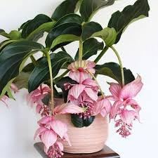 Medinilla Magnifica Flower Seeds for Planting - NON GMO Seeds