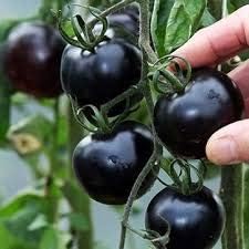 Tomato Seeds for Planting, Black, 100 Pcs pcs