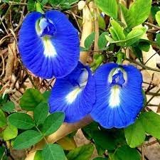 Clitoria Ternatea Flower Seeds for Planting - 100 pcs