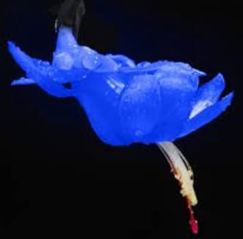 Blue Zygocactus Flower Seeds for Planting - 100 pcs