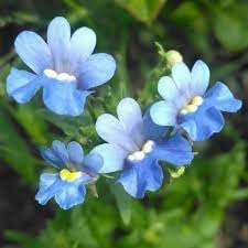 Fairy Mirror Blue Gem Flower Seeds for Planting - 100 pcs