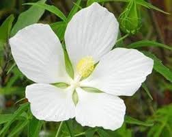 Heirloom Texas Star Hibiscus Flower Seeds – Non-GMO Flower Seeds for Planting - Texas for planting in home garden