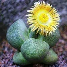 Pleiospilos Flower Seeds Heirloom Non GMO Planting - 100 pcs for planting in home garden