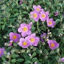 CISTUS Flower Seeds for Planting - 100 pcs