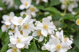 Heirloom Non-GMO Philadelphus Lewisii Flower Seeds for Planting – Fragrant Mock Orange Blooms for Hedges