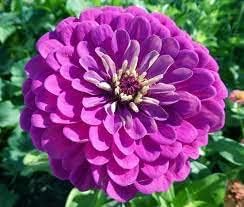 Purple Zinnia Flower Seeds for Garden Planting – Bright Blooms, Non-GMO, Heirloom Seeds