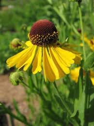 Helenium Flower Seeds for Planting, Heirloom, Non-GMO, 100 pcs for planting in home garden